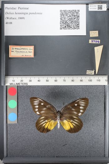 Media type: image;   Entomology 130262